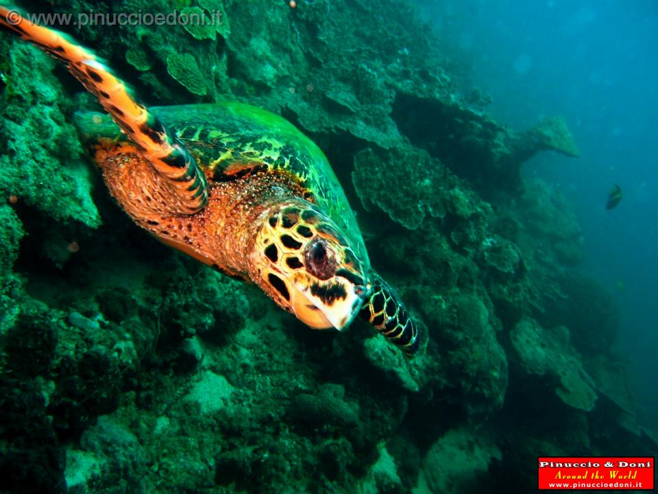 Djibouti - Immersioni a Gibuti - 23.jpg